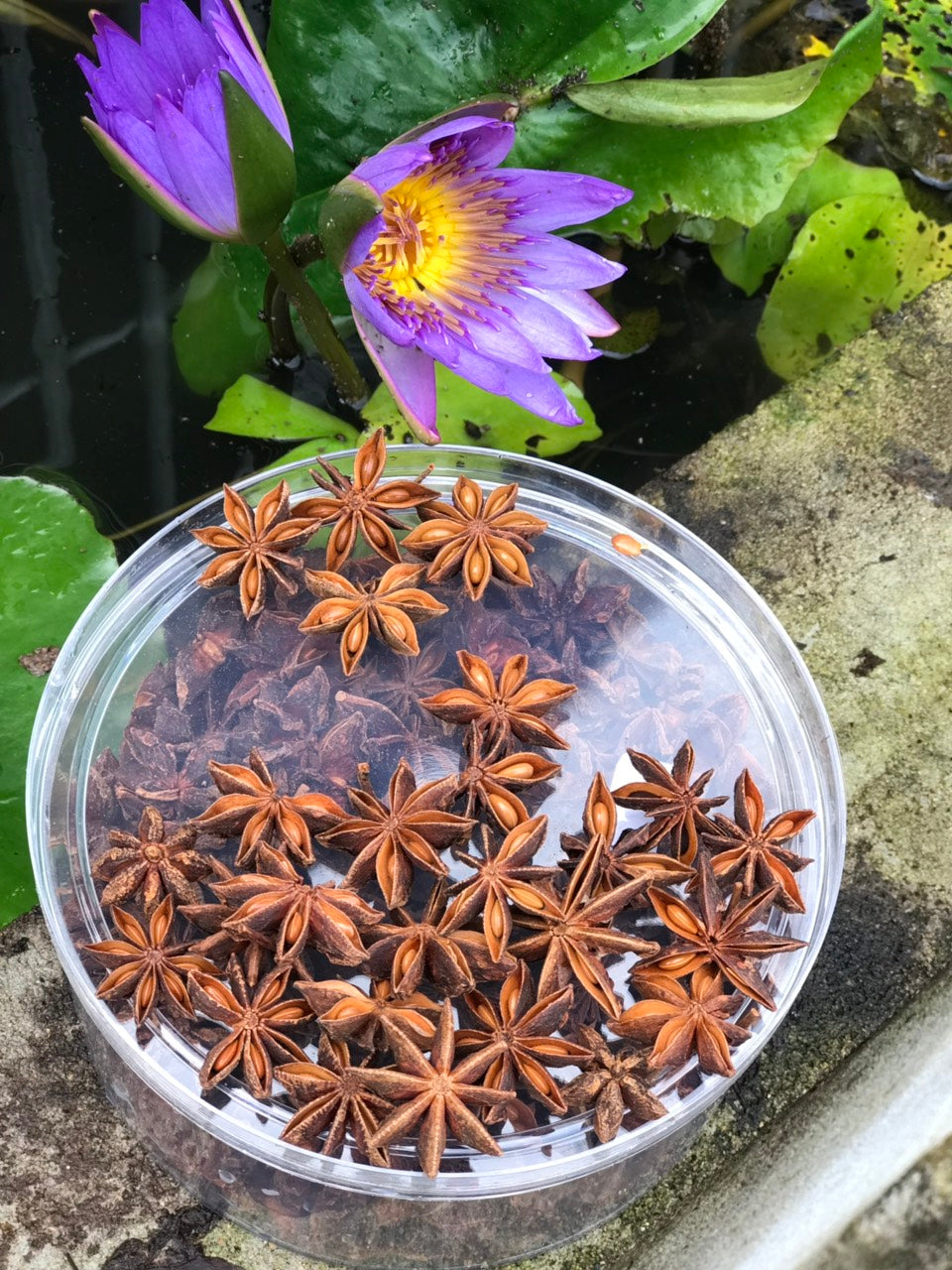 Hoa Hồi 100g x 50